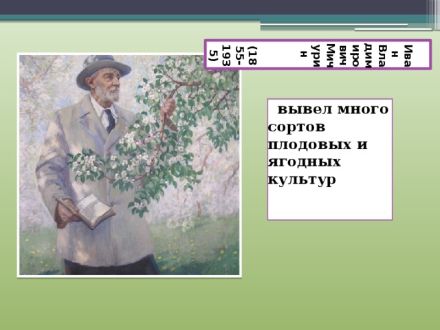 Иван Владимирович Мичурин  (1855- 1935)  вывел много сортов плодовых и ягодных культур