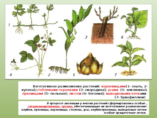 Вегетативное размножение растений: корневищами (1- сныть, 2- купена); стеблевыми черенками (3- смородина); усами (4- земляника); луковицами (5- тюльпан); листом (6- бегония); выводковыми почк ами  (7- бриофиллюм) В процессе эволюции у многих растений сформировались особые , специализированные,  органы, обеспечивающие их вегетативное размножение: клубни, луковицы, корневища, столоны, усы, клубнелуковицы, выводковые почки- особые придаточные почки.