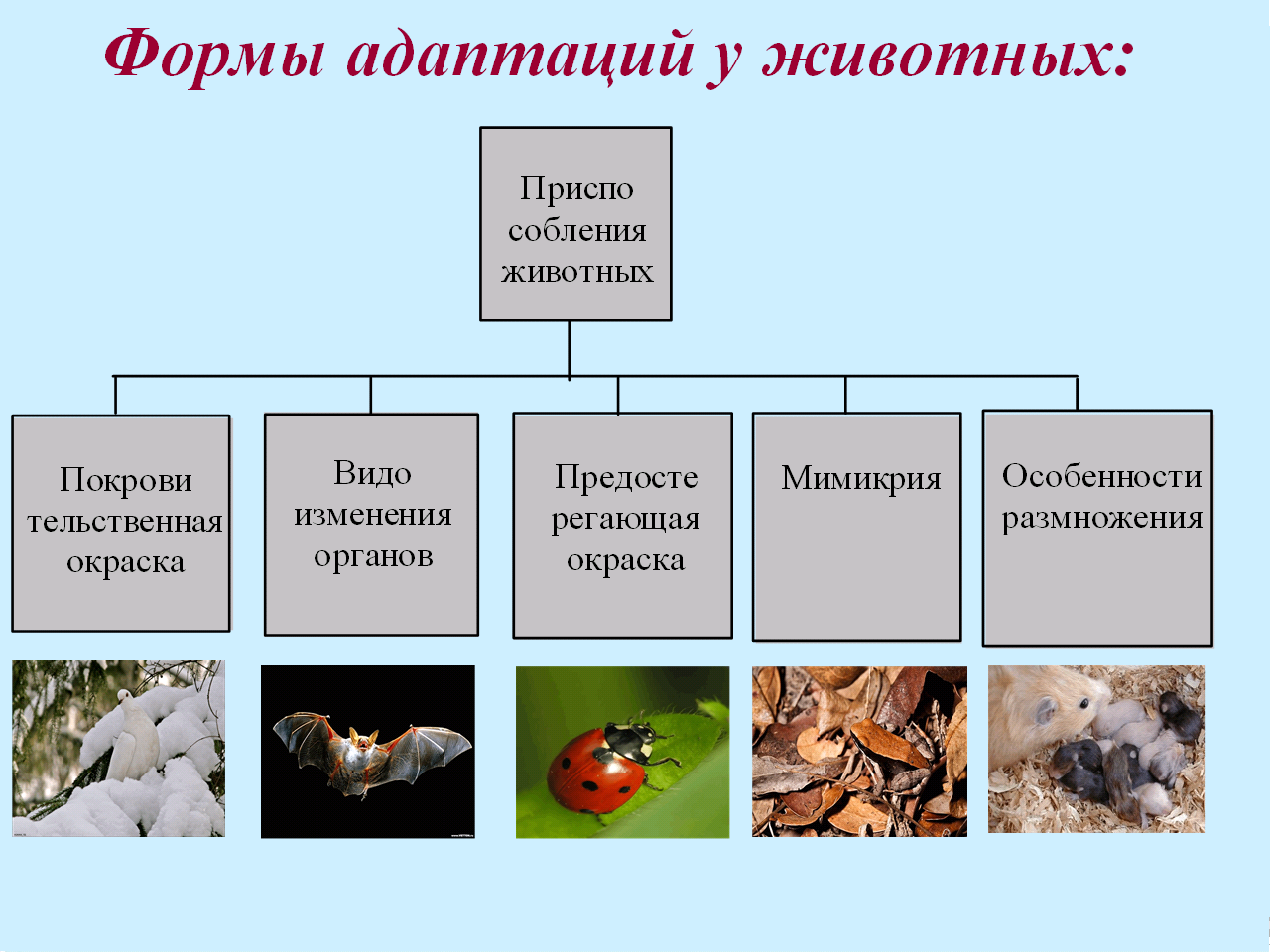 Приспособленность организмов к действию факторов среды схема