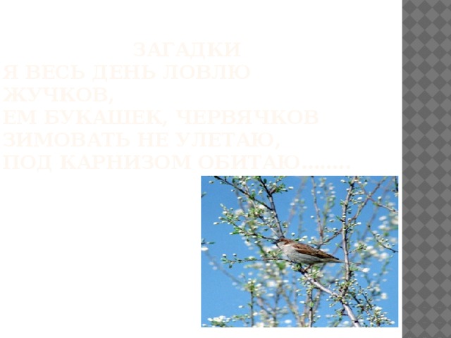 Загадки  Я весь день ловлю жучков,  Ем букашек, червячков  Зимовать не улетаю,  Под карнизом обитаю……..