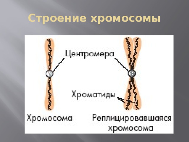 Строение хромосомы