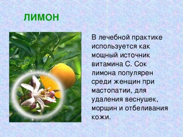 ЛИМОН  В лечебной практике используется как мощный источник витамина С. Сок лимона популярен среди женщин при мастопатии, для удаления веснушек, морщин и отбеливания кожи.