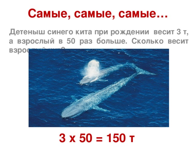Самые, самые, самые… Детеныш синего кита при рождении весит 3 т, а взрослый в 50 раз больше. Сколько весит взрослый кит? 3 х 50 = 150 т