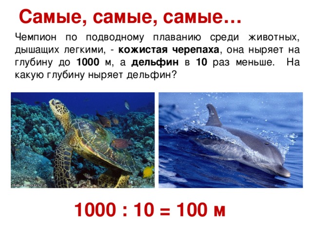Самые, самые, самые… Чемпион по подводному плаванию среди животных, дышащих легкими, - кожистая черепаха , она ныряет на глубину до 1000 м, а дельфин в 10 раз меньше. На какую глубину ныряет дельфин? 1000 : 10 = 100 м