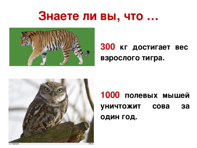 Знаете ли вы, что … 300 кг достигает вес взрослого тигра. 1000  полевых мышей уничтожит сова за один год.