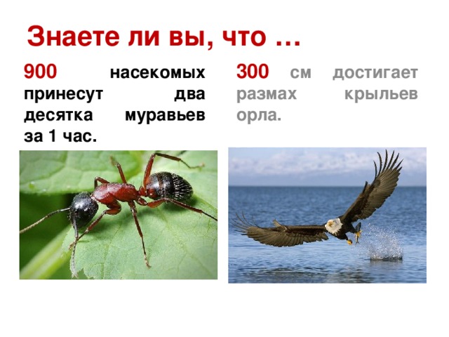 Знаете ли вы, что … 300 см достигает размах крыльев орла. 900 насекомых принесут два десятка муравьев за 1 час.