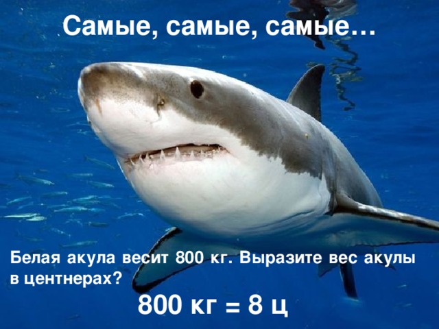 Самые, самые, самые… Белая акула весит 800 кг. Выразите вес акулы в центнерах? 800 кг = 8 ц