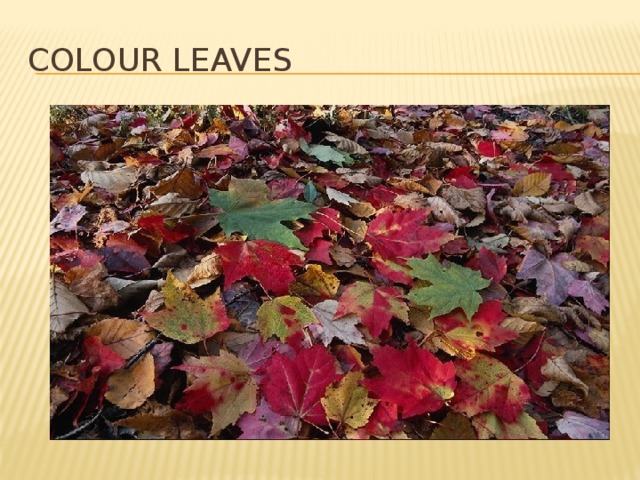 COLOUR Leaves