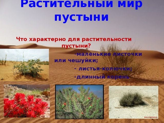 Растительный мир пустыни Что характерно для растительности пустыни?  -маленькие листочки или чешуйки;  - листья-колючки;  -длинный корень