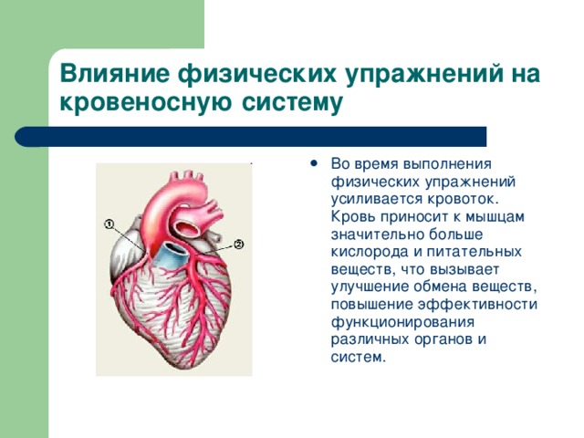 Влияние физических упражнений на кровеносную систему