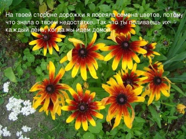 На твоей стороне дорожки я посеяла семена цветов, потому что знала о твоем недостатке. Так что ты поливаешь их каждый день, когда мы идем домой.