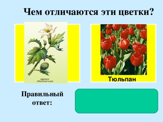 Чем отличаются эти цветки ? Тюльпан Правильный ответ: У дурмана околоцветник двойной, а у тюльпана – простой.