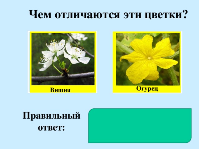 Чем отличаются эти цветки ? Огурец Вишня Правильный ответ: У вишни цветки обоеполые, а у огурца - раздельнополые.
