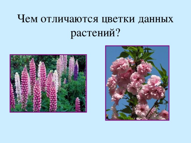 Чем отличаются цветки данных растений?