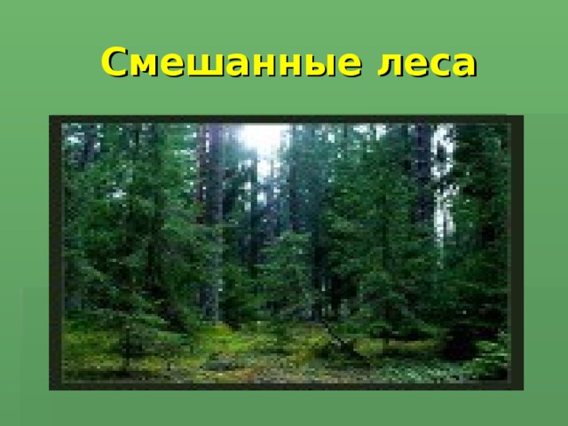 Жизнь леса проект