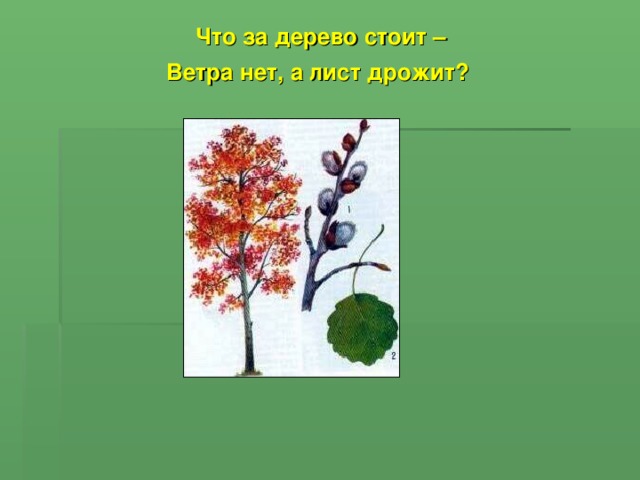Что за дерево стоит – Ветра нет, а лист дрожит?