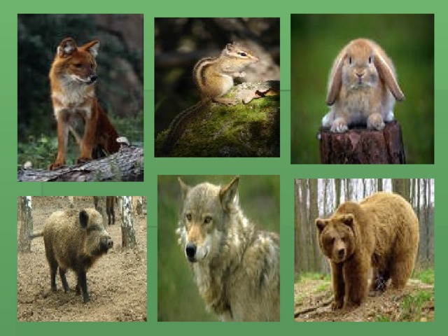 Природное сообщество лес животные. Животные сообщества лес. Лесное сообщество. Природное сообщество животных в лесу. Природное сообщество лес.
