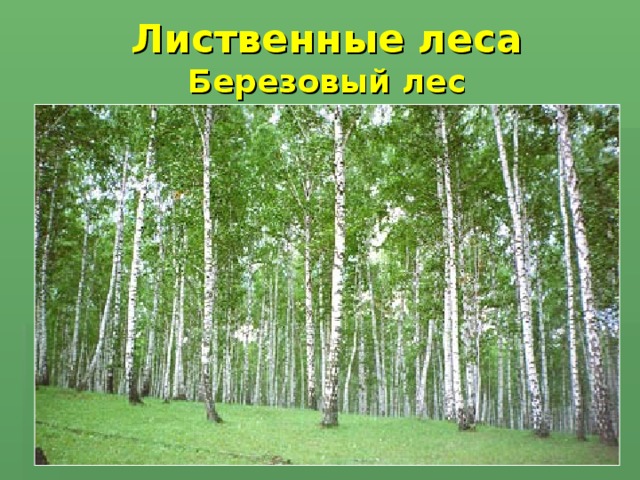 Лиственные леса Березовый лес
