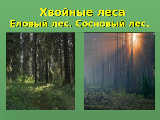 Хвойные леса  Еловый лес. Сосновый лес.