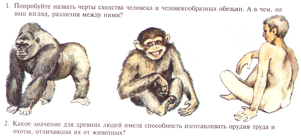 Приматы какое развитие. Сходство человека и обезьяны. Общий предок человека и человекообразных обезьян. Шимпанзе и человек сходство. Сходство человека с приматами.