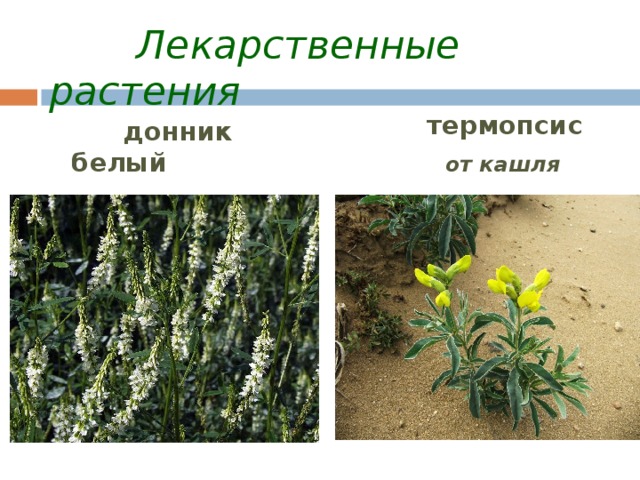 Лекарственные растения  термопсис  от кашля   донник белый  при бессонице
