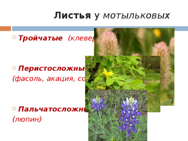 Семейство мотыльковые листья простые или сложные. Листья мотыльковых. Листья мотыльковых растений. Люпин семейство Мотыльковые. Листья мотыльковых сложные.