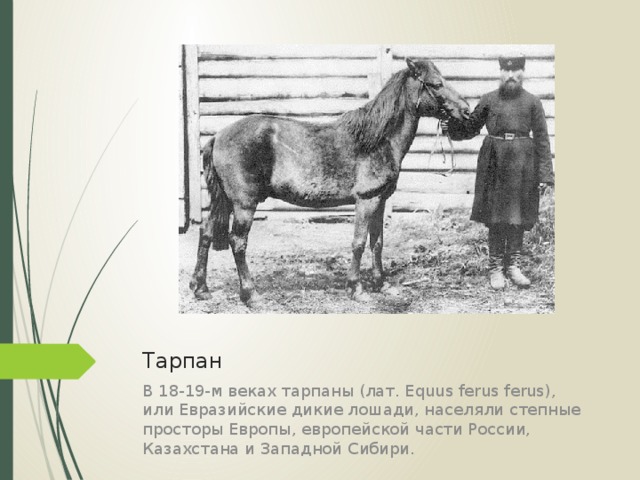 Тарпан В 18-19-м веках тарпаны (лат. Equus ferus ferus), или Евразийские дикие лошади, населяли степные просторы Европы, европейской части России, Казахстана и Западной Сибири.