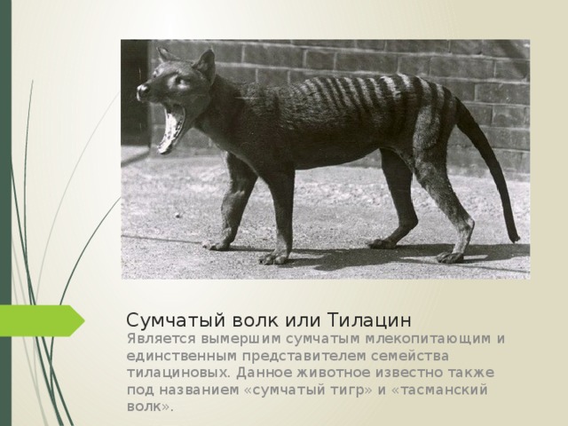 Сумчатый волк или Тилацин Является вымершим сумчатым млекопитающим и единственным представителем семейства тилациновых. Данное животное известно также под названием «сумчатый тигр» и «тасманский волк».