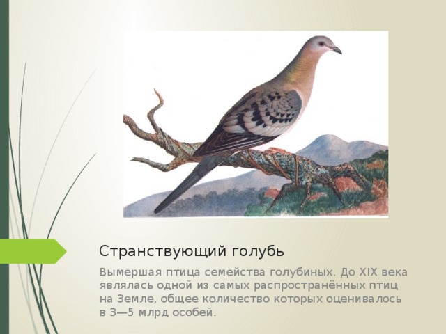 Странствующий голубь Вымершая птица семейства голубиных. До XIX века являлась одной из самых распространённых птиц на Земле, общее количество которых оценивалось в 3—5 млрд особей.