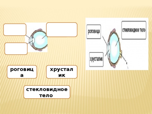 роговица хрусталик стекловидное тело