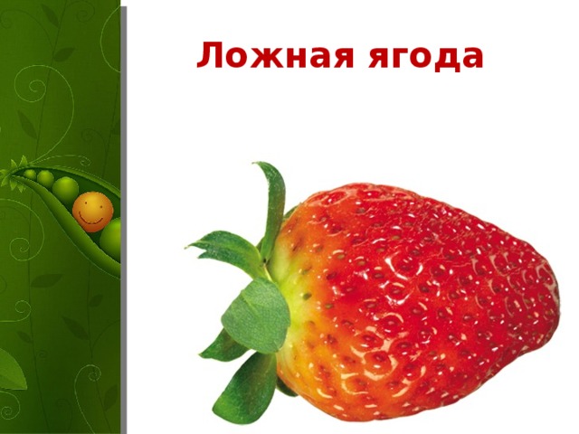 Ложная ягода