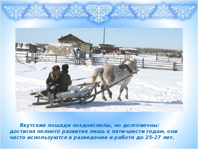 Якутские лошади позднеспелы, но долговечны: достигая полного развития лишь к пяти-шести годам, они часто используются в разведении и работе до 25-27 лет.