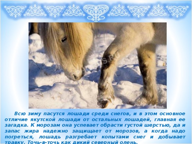 Всю зиму пасутся лошади среди снегов, и в этом основное отличие якутской лошади от остальных лошадей, главная ее загадка. К морозам она успевает обрасти густой шерстью, да и запас жира надежно защищает от морозов, а когда надо погреться, лошадь разгребает копытами снег и добывает травку. Точь-в-точь как дикий северный олень.
