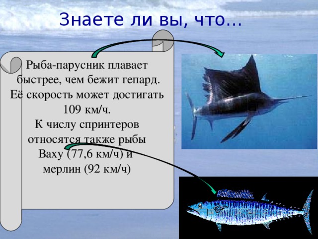 Знаете ли вы, что… Рыба-парусник плавает  быстрее, чем бежит гепард. Её скорость может достигать 109 км/ч. К числу спринтеров относятся также рыбы Ваху (77,6 км/ч) и мерлин (92 км/ч)