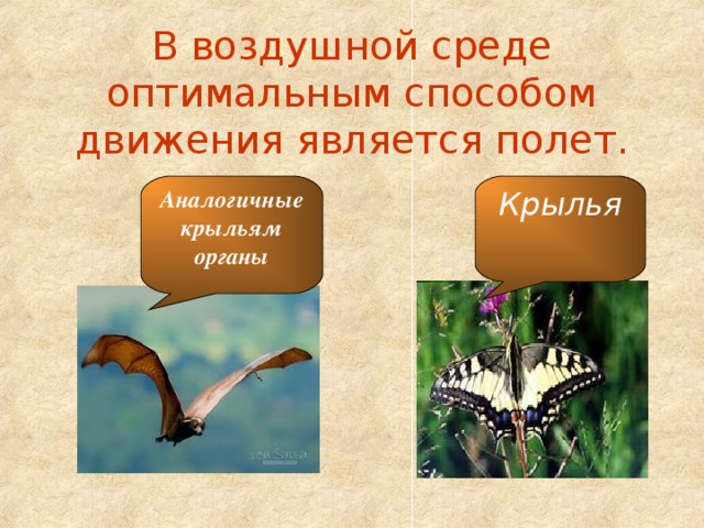 В воздушной среде оптимальным способом движения является полет. Крылья Аналогичные крыльям органы