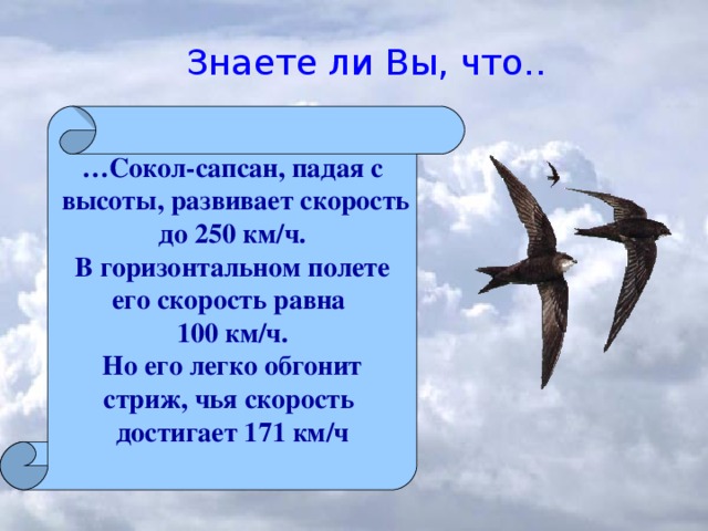 Знаете ли Вы, что.. … Сокол-сапсан, падая с  высоты, развивает скорость до 250 км/ч. В горизонтальном полете его скорость равна 100 км/ч. Но его легко обгонит стриж, чья скорость достигает 171 км/ч