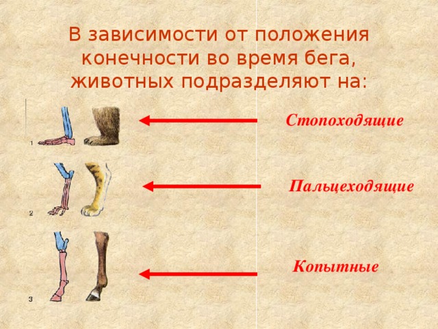 В зависимости от положения конечности во время бега, животных подразделяют на: Стопоходящие Пальцеходящие Копытные