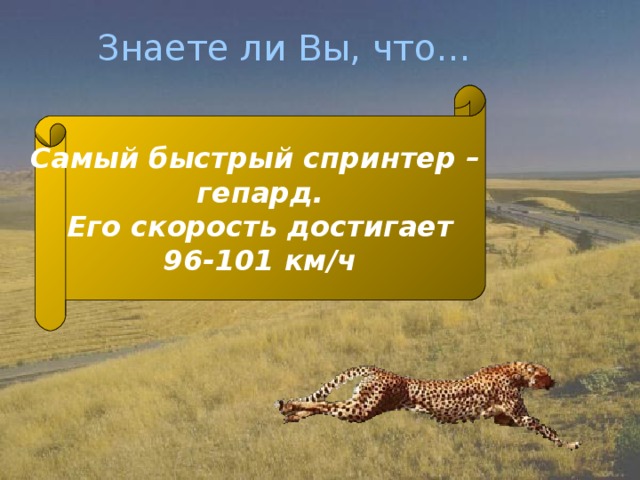 Знаете ли Вы, что… Самый быстрый спринтер – гепард. Его скорость достигает 96-101 км/ч