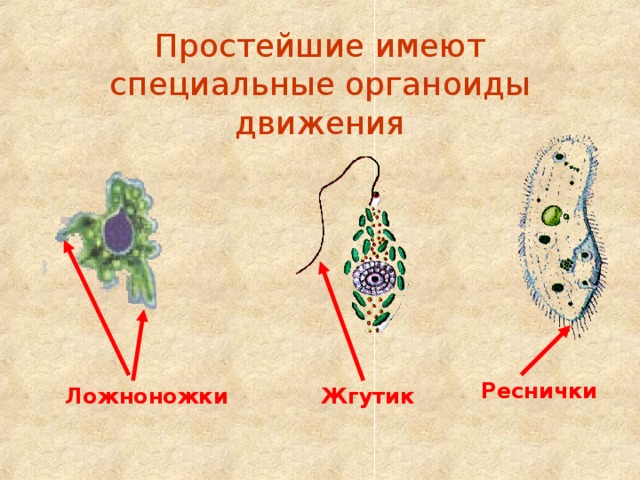 Простейшие имеют специальные органоиды движения Реснички Ложноножки Жгутик