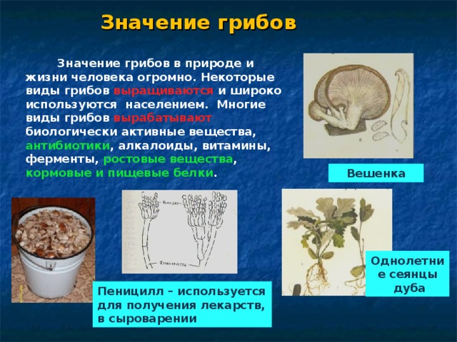 Сообщение значение грибов в природе. Значение шляпочных грибов в жизни человека. Значение шляпочных грибов в природе. Шляпочные грибы в жизни человека. Шляпочные грибы значение.