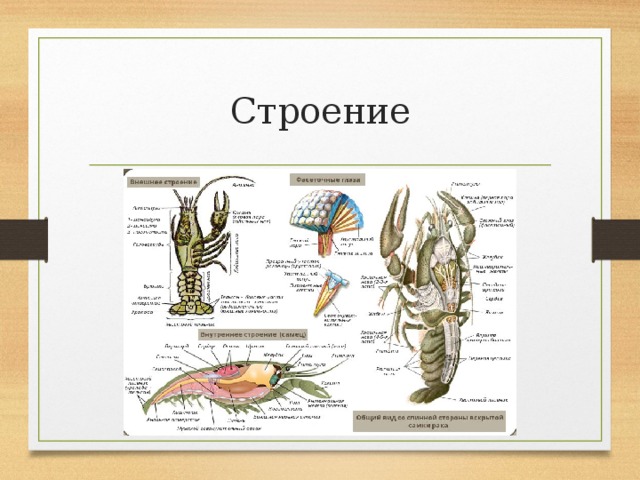 Строение