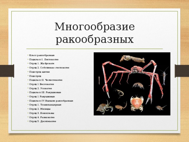 Многообразие ракообразных