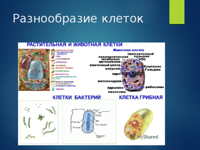 Большое разнообразие клеток. Многообразие клеток. Многообразие клеток строение. Биология:многообразие клеток это. Многообразие клеток животных.