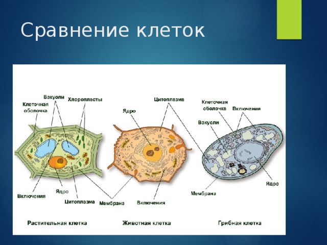 Сравнение клеток