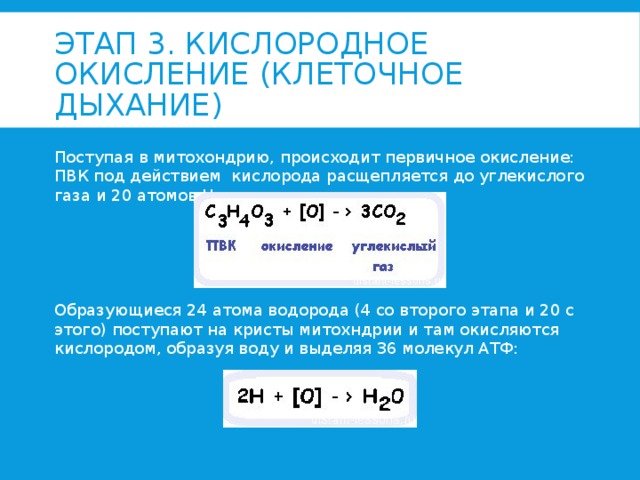 Этап 3. Кислородное окисление (клеточное дыхание) Поступая в митохондрию, происходит первичное окисление: ПВК под действием кислорода расщепляется до углекислого газа и 20 атомов H Образующиеся 24 атома водорода (4 со второго этапа и 20 c этого) поступают на кристы митохндрии и там окисляются кислородом, образуя воду и выделяя 36 молекул АТФ: