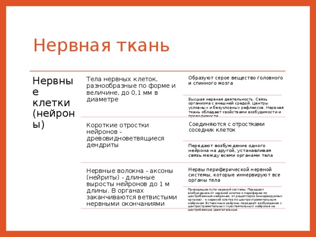 Нервная ткань Нервные клетки (нейроны) Образуют серое вещество головного и спинного мозга Тела нервных клеток, разнообразные по форме и величине, до 0,1 мм в диаметре Высшая нервная деятельность. Связь организма с внешней средой. Центры условных и безусловных рефлексов. Нервная ткань обладает свойствами возбудимости и проводимости Короткие отростки нейронов - древовидноветвящиеся дендриты Соединяются с отростками соседних клеток Передают возбуждение одного нейрона на другой, устанавливая связь между всеми органами тела Нервные волокна - аксоны (нейриты) - длинные выросты нейронов до 1 м длины. В органах заканчиваются ветвистыми нервными окончаниями Нервы периферической нервной системы, которые иннервируют все органы тела Проводящие пути нервной системы. Передают возбуждение от нервной клетки к периферии по центробежным нейронам; от рецепторов (иннервируемых органов) - к нервной клетке по центростремительным нейронам. Вставочные нейроны передают возбуждение с центростремительных (чувствительных) нейронов на центробежные (двигательные