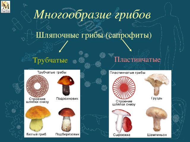 Многообразие грибов Шляпочные грибы (сапрофиты) Пластинчатые Пластинчатые Трубчатые