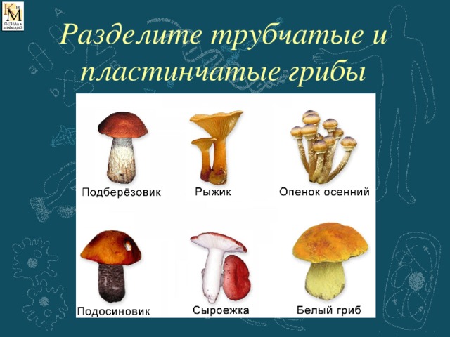 Разделите трубчатые и пластинчатые грибы