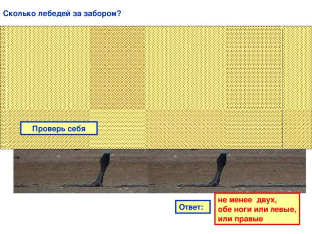 Сколько лебедей за забором? Проверь себя не менее двух,  обе ноги или левые,  или правые Ответ: