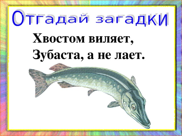 Хвостом виляет, Зубаста, а не лает.